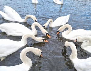 Meeting Facilitation